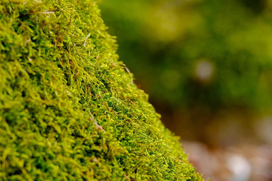 🌿 Designmoos oder Echtmoos? Der große Vergleich für deine grüne Wandgestaltung