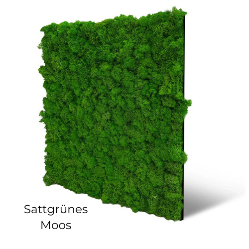 Sattgrünes Echtmoos