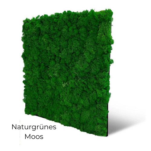 Naturgrünes Echtmoos